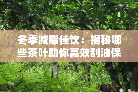 冬季减脂佳饮：揭秘哪些茶叶助你高效刮油保暖