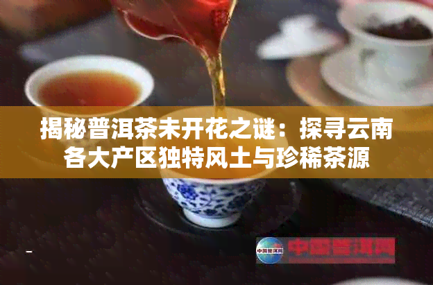 揭秘普洱茶未开花之谜：探寻云南各大产区独特风土与珍稀茶源