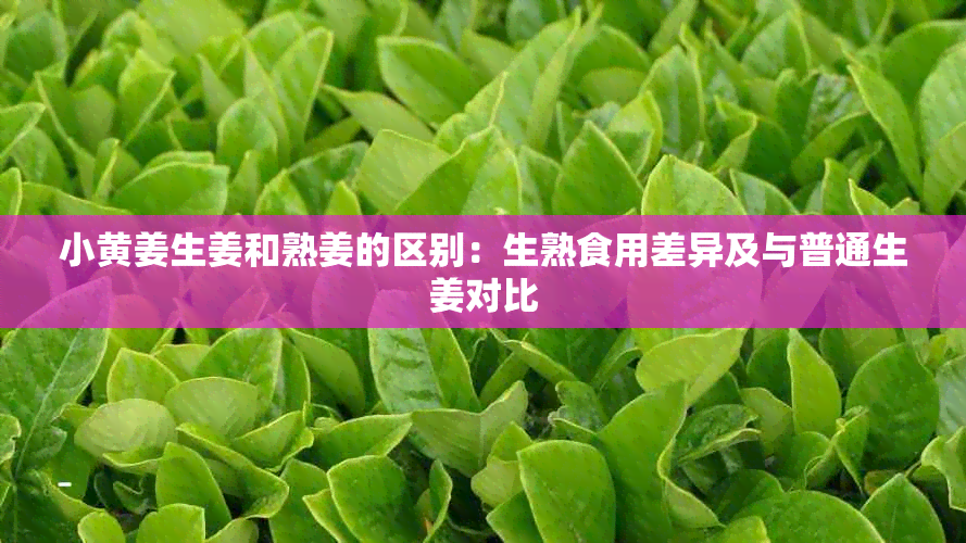 小黄姜生姜和熟姜的区别:生熟食用差异及与普通生姜对比