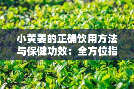 小黄姜的正确饮用方法与保健功效:全方位指南