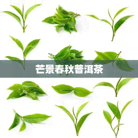芒景春秋普洱茶