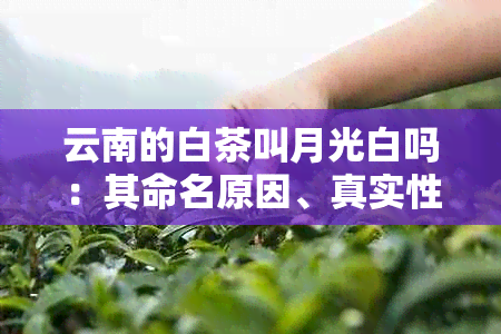 云南的白茶叫月光白吗：其命名原因、真实性与口感特点解析