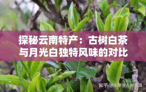 探秘云南特产：古树白茶与月光白独特风味的对比解析