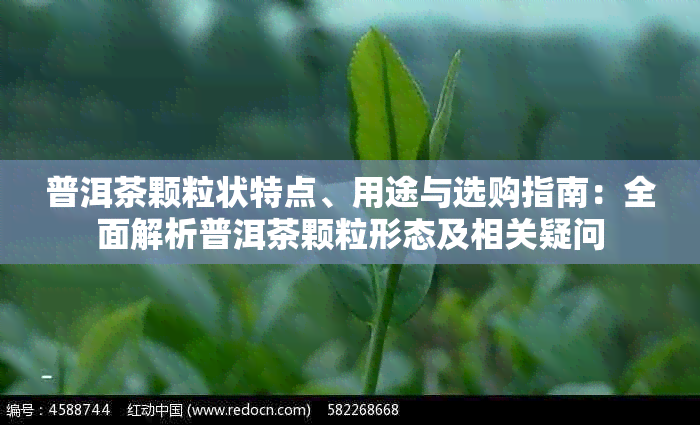 普洱茶颗粒状特点、用途与选购指南：全面解析普洱茶颗粒形态及相关疑问