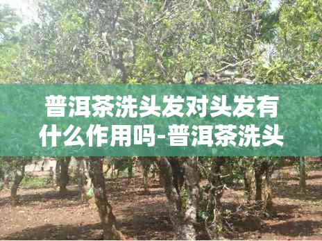 普洱茶洗头发对头发有什么作用吗-普洱茶洗头发对头发有什么作用吗女生