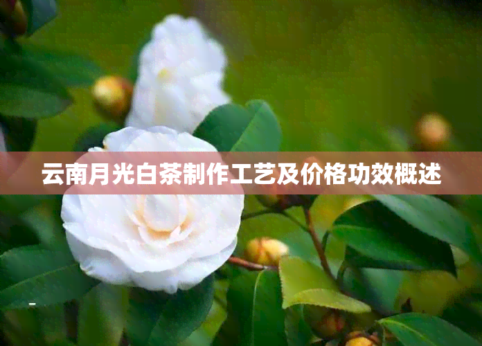 云南月光白茶制作工艺及价格功效概述