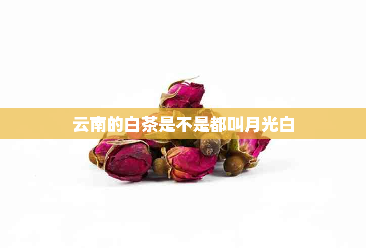 云南的白茶是不是都叫月光白
