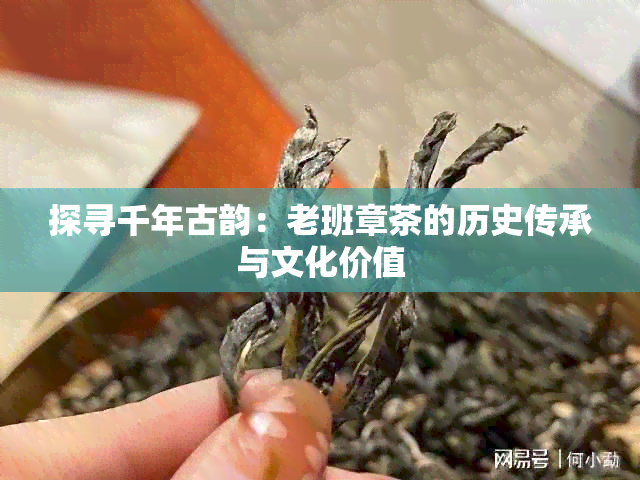 探寻千年古韵:老班章茶的历史传承与文化价值