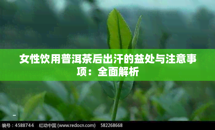 女性饮用普洱茶后出汗的益处与注意事项:全面解析