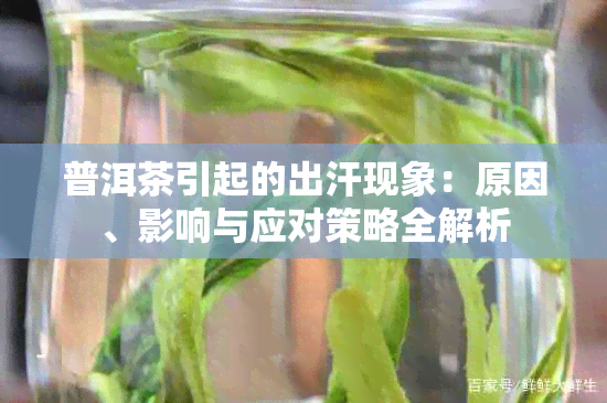 普洱茶引起的出汗现象:原因、影响与应对策略全解析