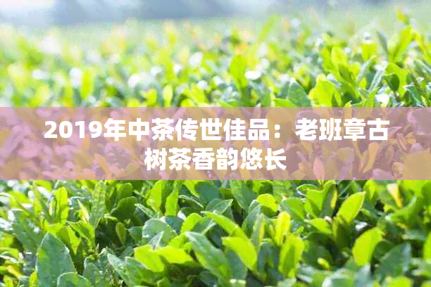 2019年中茶传世佳品:老班章古树茶香韵悠长