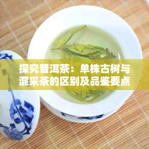 探究普洱茶:单株古树与混采茶的区别及品鉴要点解析