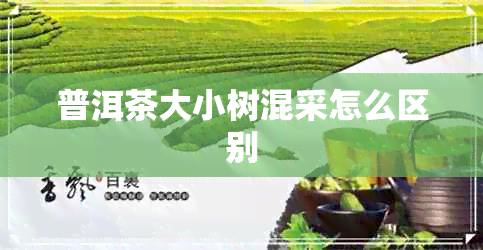 普洱茶大小树混采怎么区别 普洱茶大小树混采怎么区别