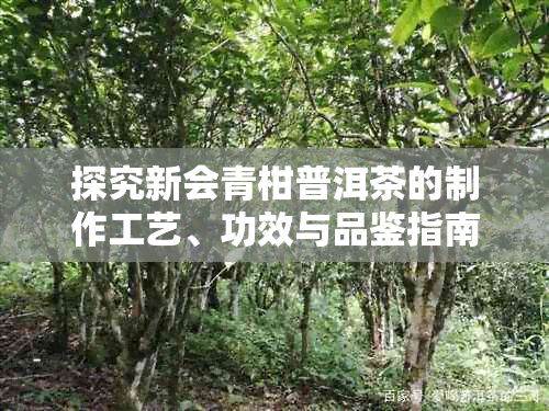 探究新会青柑普洱茶的制作工艺、功效与品鉴指南