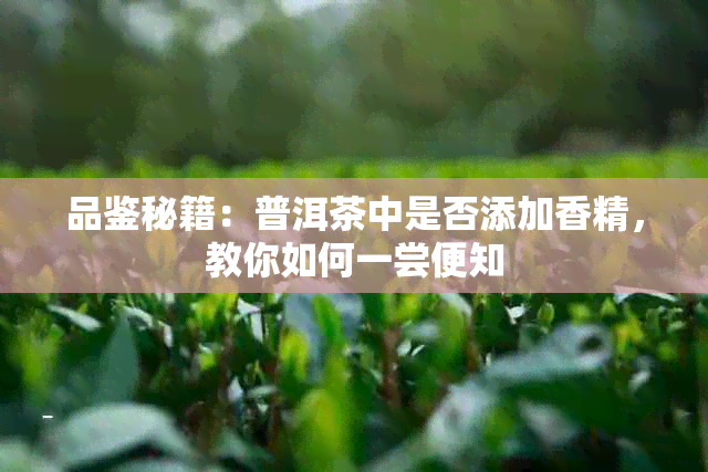 品鉴秘籍：普洱茶中是否添加香精，教你如何一尝便知