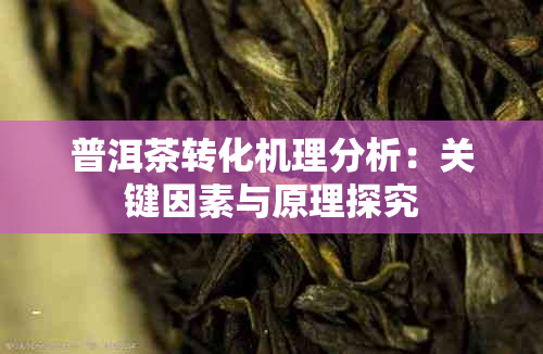 普洱茶转化机理分析:关键因素与原理探究
