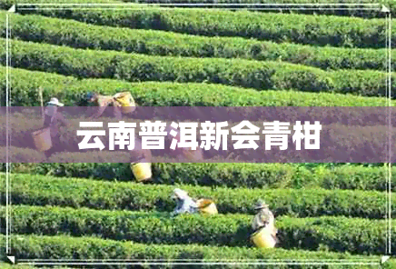 云南普洱新会青柑 云南普洱新会青柑