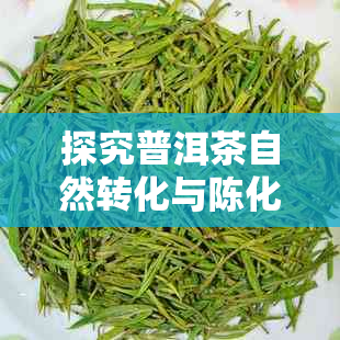 探究普洱茶自然转化与陈化机理:深度解析普洱茶转化原理