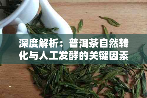 深度解析:普洱茶自然转化与人工发酵的关键因素探究