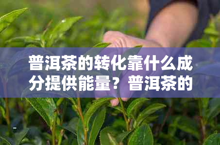 普洱茶的转化靠什么成分提供能量?普洱茶的转化过程及关键因素分析