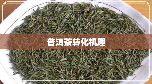普洱茶转化机理 普洱茶转化机理