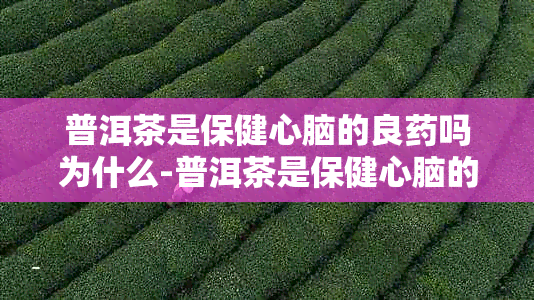 普洱茶是保健心脑的良吗为什么-普洱茶是保健心脑的良吗为什么不能喝
