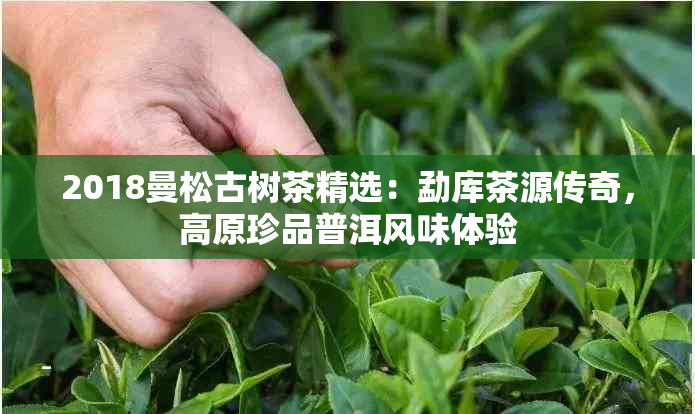 2018曼松古树茶精选：勐库茶源传奇，高原珍品普洱风味体验