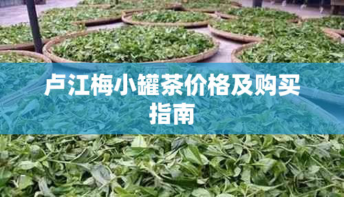 卢江梅小罐茶价格及购买指南