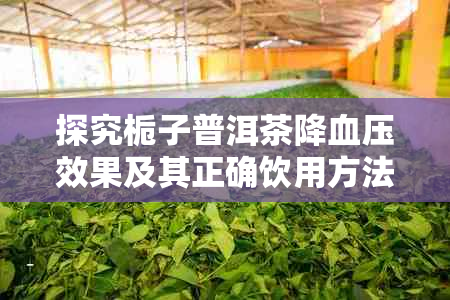 探究栀子普洱茶降血压效果及其正确饮用方法