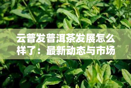 云普发普洱茶发展怎么样了：最新动态与市场分析
