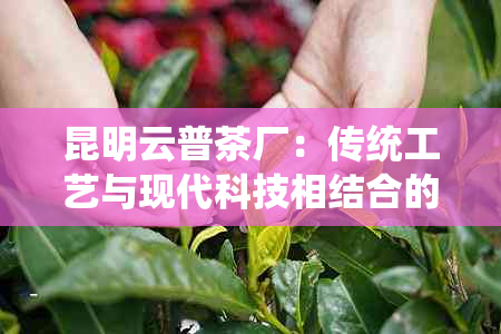 昆明云普茶厂：传统工艺与现代科技相结合的优质普洱茶精选