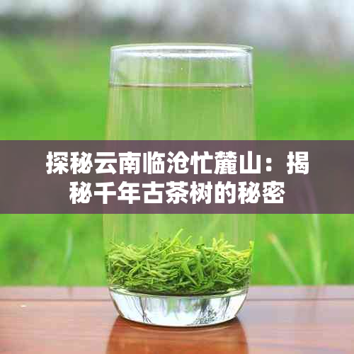 探秘云南临沧忙麓山:揭秘千年古茶树的秘密