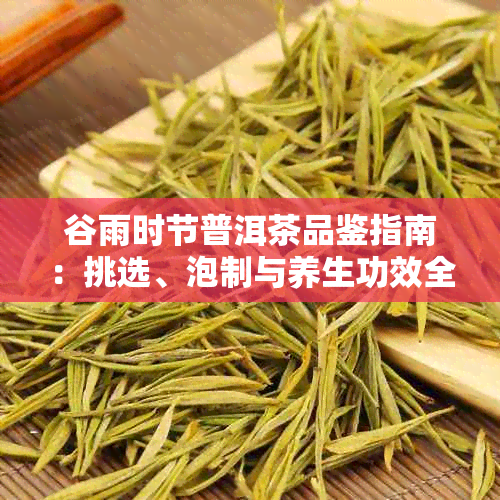 谷雨时节普洱茶品鉴指南：挑选、泡制与养生功效全解析