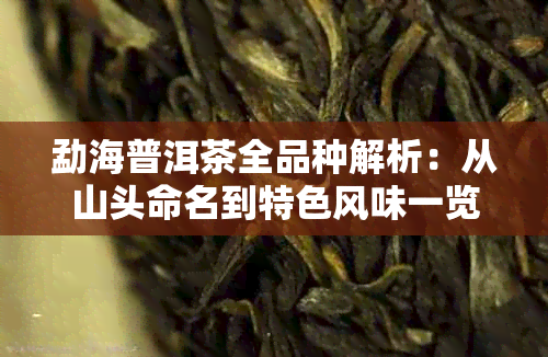 勐海普洱茶全品种解析:从山头命名到特色风味一览