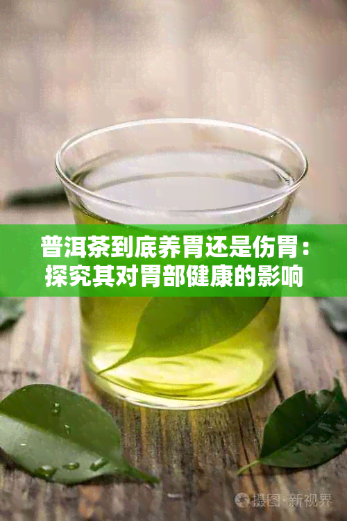 普洱茶到底养胃还是伤胃：探究其对胃部健康的影响