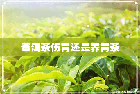 普洱茶伤胃还是养胃茶 普洱茶伤胃还是养胃茶