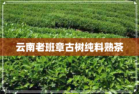 云南老班章古树纯料熟茶