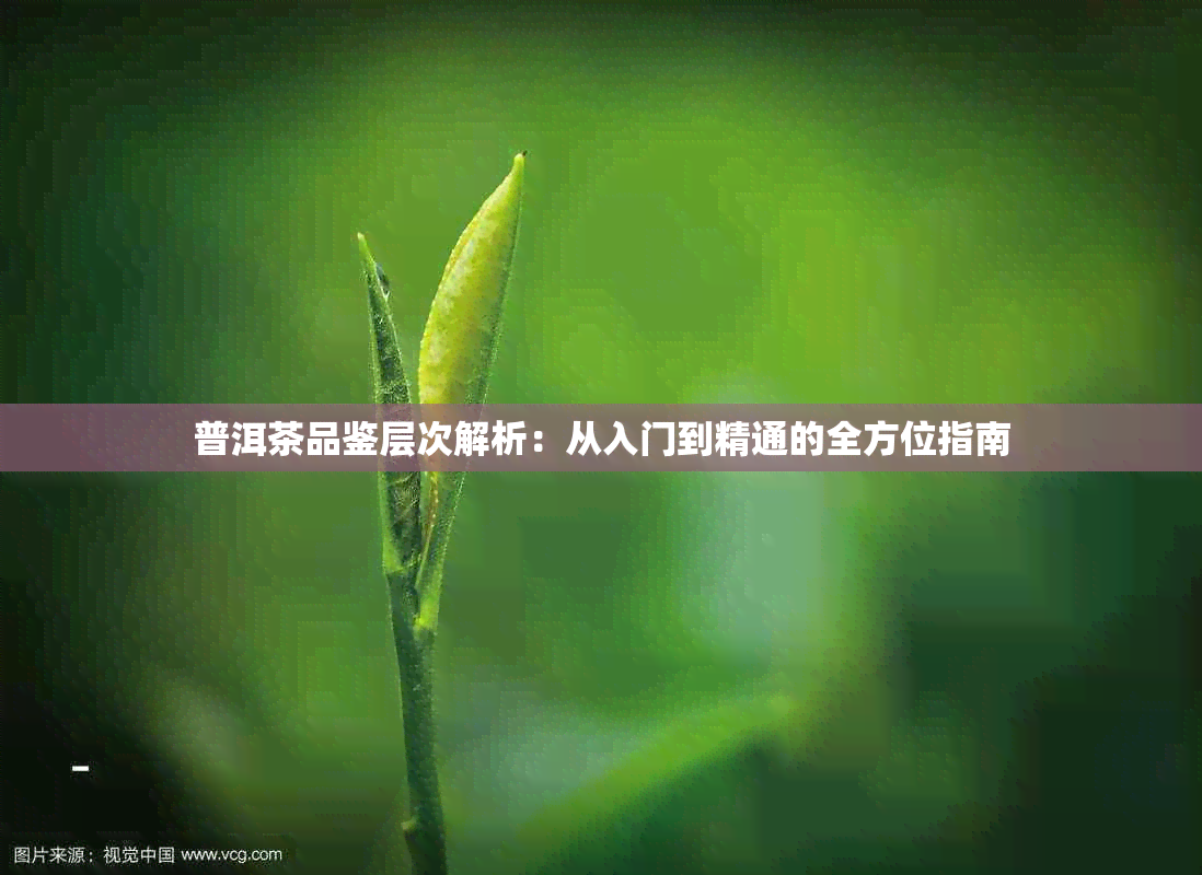 普洱茶品鉴层次解析：从入门到精通的全方位指南
