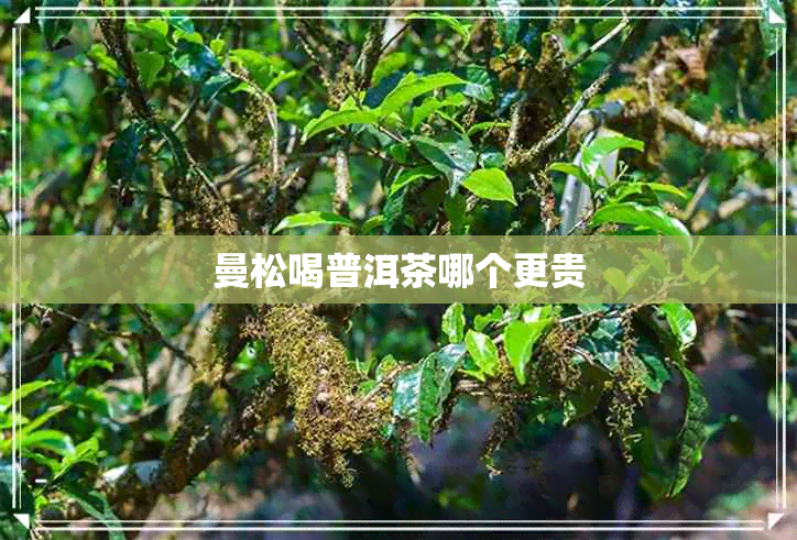 曼松喝普洱茶哪个更贵 曼松喝普洱茶哪个更贵