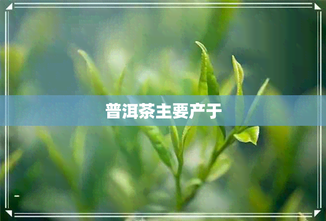 普洱茶主要产于
