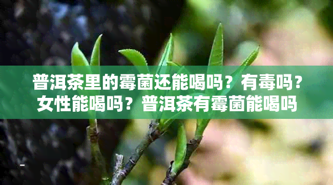 普洱茶里的霉菌还能喝吗?有吗?女性能喝吗?普洱茶有霉菌能喝吗