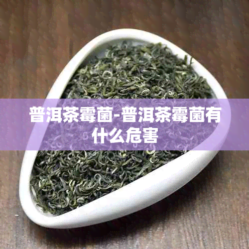 普洱茶霉菌-普洱茶霉菌有什么危害