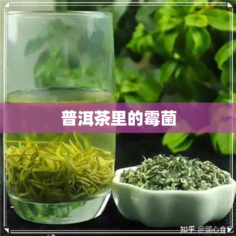 普洱茶里的霉菌 普洱茶里的霉菌
