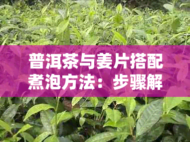 普洱茶与姜片搭配煮泡方法:步骤解析与功效探究
