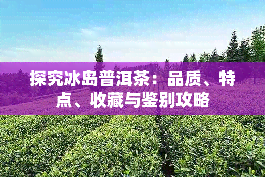 探究冰岛普洱茶:品质、特点、收藏与鉴别攻略