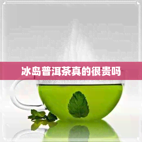 冰岛普洱茶真的很贵吗 冰岛普洱茶真的很贵吗