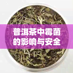 普洱茶中霉菌的影响与安全性:是否可饮用及如何鉴别和处理