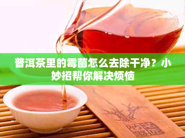 普洱茶里的霉菌怎么去除干净?小妙招帮你解决烦恼