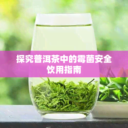 探究普洱茶中的霉菌安全饮用指南