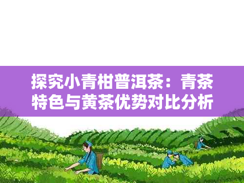 探究小青柑普洱茶:青茶特色与黄茶优势对比分析